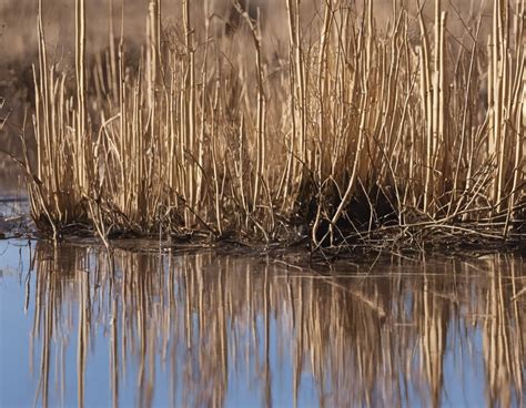 aspen reed leaks|Aspen reed leak